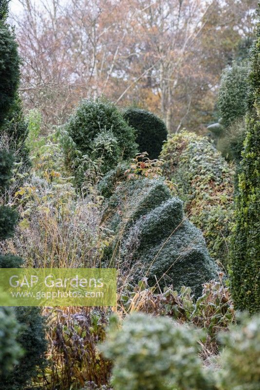 Beschnittener Kasten im Garten von Balmoral Cottage, Kent im Dezember