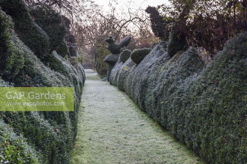 Grasbewachsener Weg, gesäumt von geschnittenen Buchsbaumhecken und Formschnitten, darunter Buchsbaum- und Eibenvögel, im Balmoral Cottage, Kent, im Dezember