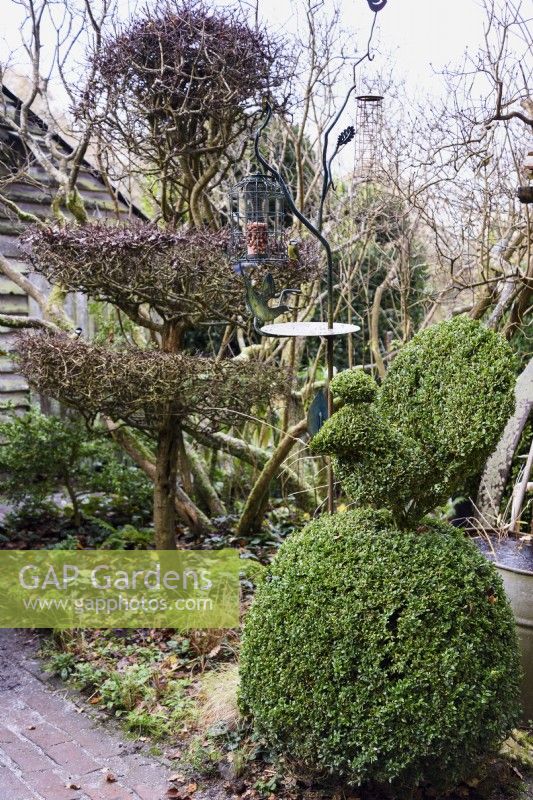 Formschnitt-Buchsvogel und geschnittener Weißdorn im Garten von Balmoral Cottage, Kent im Dezember