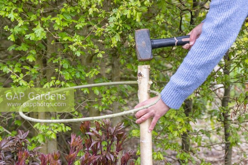 Frau hämmert Birkenpflanzenstützen in den Boden im Beet