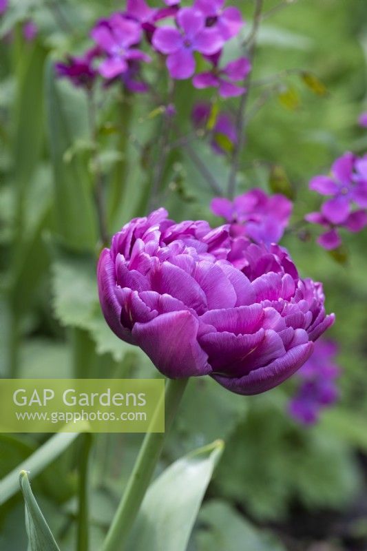 Tulipa „Blue Diamond“, eine gefüllte, späte Tulpe mit gekräuselten, pfingstrosenartigen Blüten, die bis weit in den Mai hinein halten