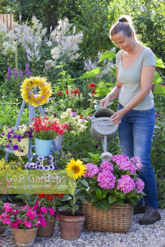 Eine Frau gießt eine Hortensie in einem Weidentopf in einer Gruppe von Töpfen, die mit Balkonblumen wie Impatiens, Eisenkraut, Surfinia und Sonnenblume bepflanzt sind. 