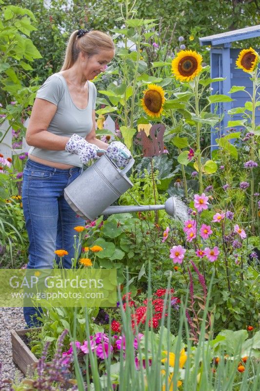 Brennnesseldünger und Insektizid herstellen. Frau gießt im Garten mit einer Lösung aus Brennnesseln und Wasser für besseres und gesünderes Wachstum. 