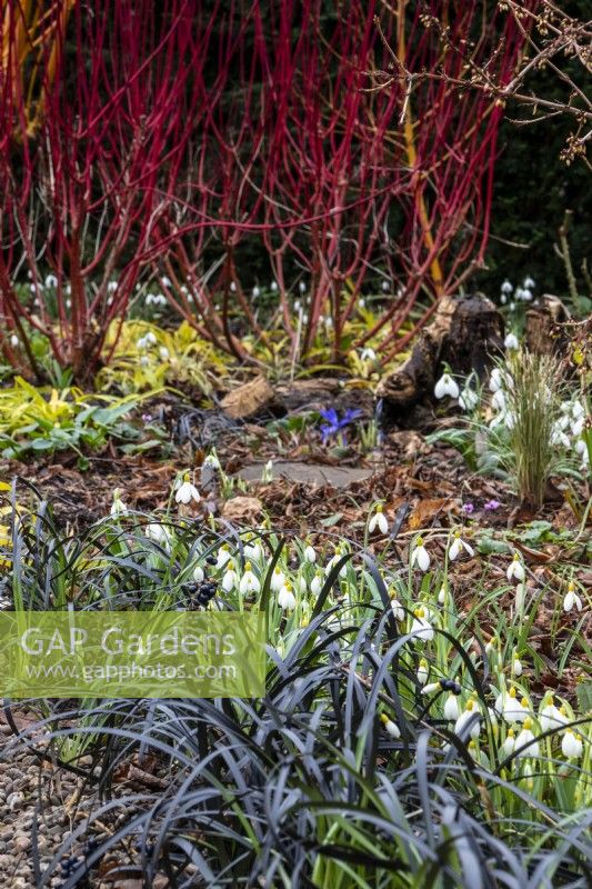 Eine Winterausstellung mit Schneeglöckchen, Cornus und Ophiopogon planiscapus „Nigrescens“ im Picton Garden. 