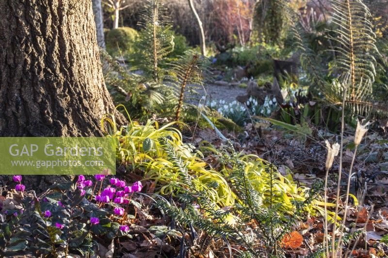 Luzula sylvatica „Auria“ und Alpenveilchen im Picton Garden. 