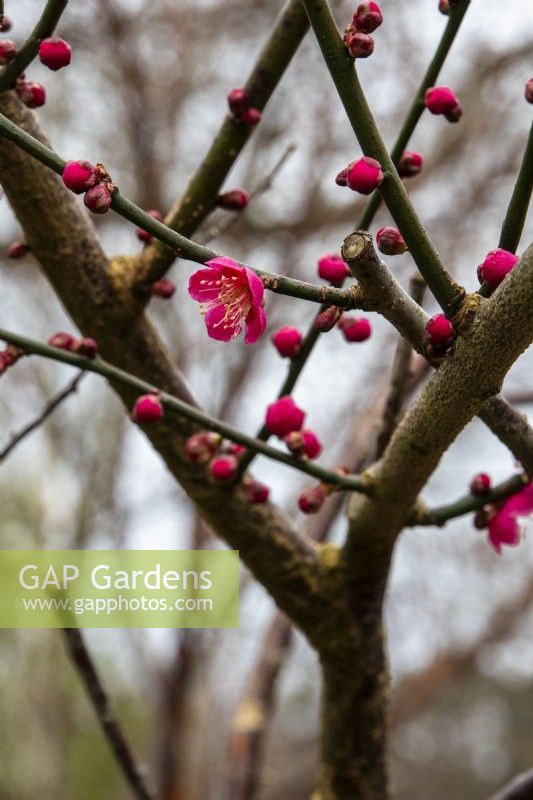 Prunus mume „Beni-Chidori“ – Japanische Aprikose – Februar 