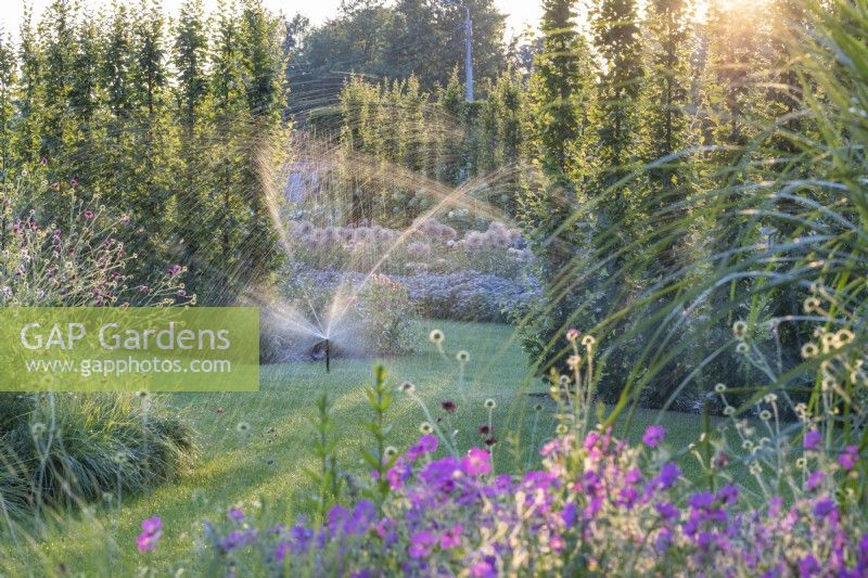 Automatische Sprinkler vor einer Hecke aus Carpinus betulus „Lucas“ bewässern an einem Sommerabend den Rasen 