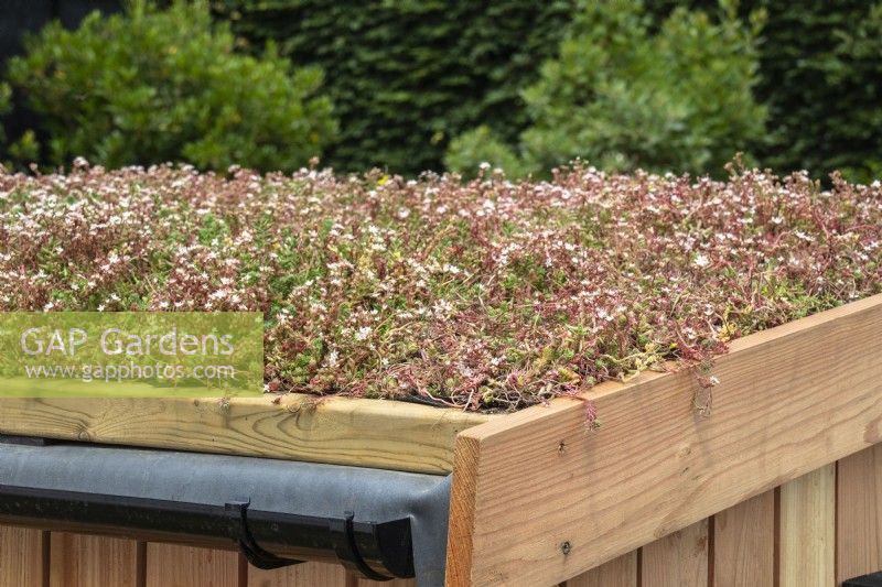 Dürretolerante Sedum-Pflanze auf einem grünen Holzdach eines Lagerhauses – Designer Tom Massey – RHS Resilient Garden, RHS Hampton Court Palace Garden Festival. 