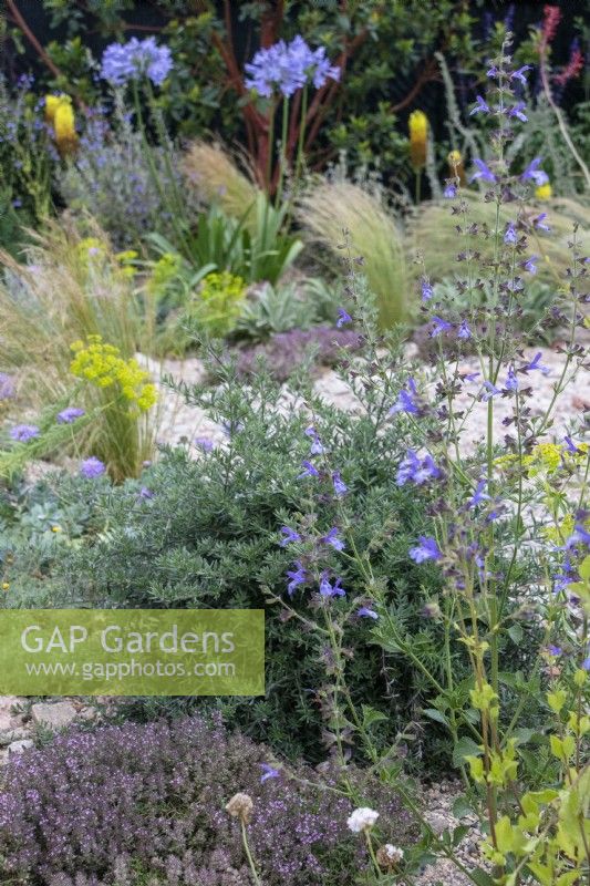 Trockenheitstolerante Bepflanzung mit Thymian, Rosmarin und Salbei – Designer Tom Massey – RHS Resilient Garden, RHS Hampton Court Palace Garden Festival. 