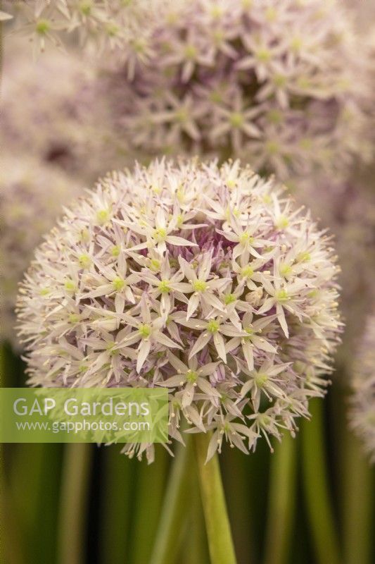 Allium „Marshmellow“ – Zierzwiebel – RHS Hampton Court Palace Garden Festival 2023 – WS Warmenhoven. 
