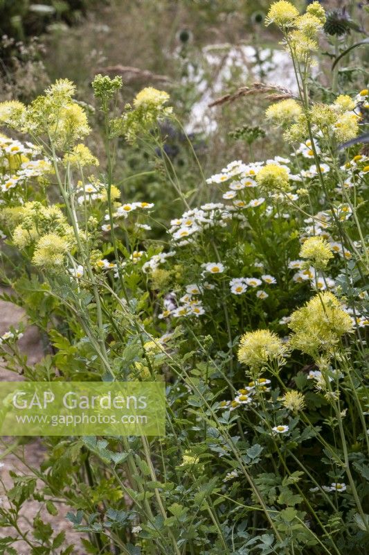 Thalictrum flavum subsp gluacum und Tanacetum parthenium – Cancer Research UK Legacy Garden – Designer Paul Hervey-Brookes – RHS Hampton Court Flower Palace Garden Festival 2023 