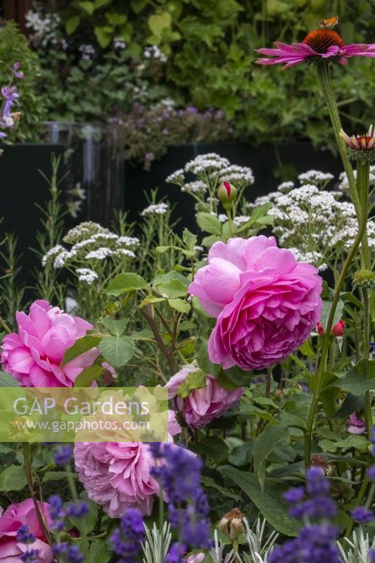 Rosa „Prinzessin Alexandra von Kent“ in einem gemischten Beet – Designerin Nicola Hale – Landform Mental Wealth Garden – RHS Hampton Court Palace Garden Festival 