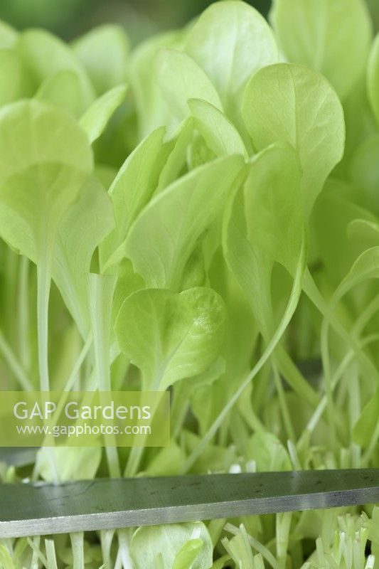 Lactuca sativa „Gustavs Salat“ Salatsetzlinge werden für junge Salatblätter geschnitten, September 