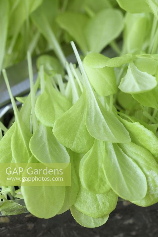 Lactuca sativa „Gustavs Salat“ Salatsämlinge geschnitten für junge Salatblätter im September 