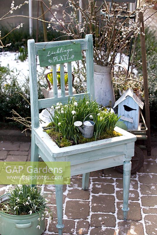 Mit Schneeglöckchen bepflanzter Stuhl, Galanthus nivalis Flore Pleno