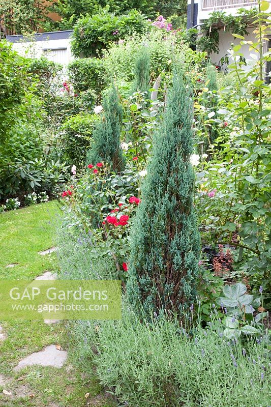 Kleiner Garten mit Trittplatten im Rasen, Säulenwacholder, Juniperus scopulorum
