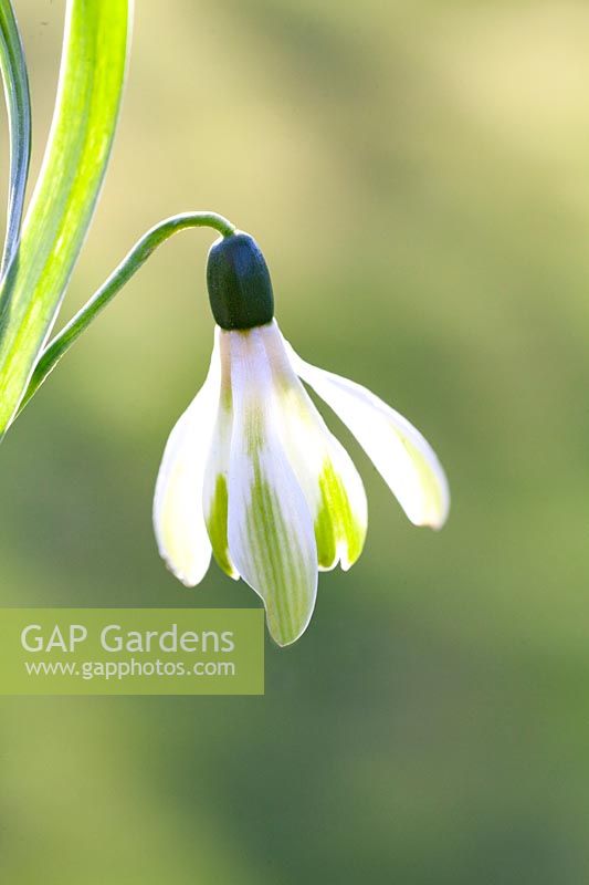 Galanthus Trudy Spotted