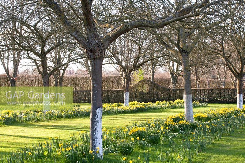 Apfelbäume unterpflanzt mit Galanthus und Narcissus cyclamineus February Gold