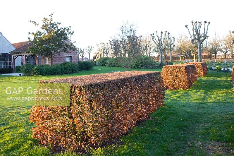 Formaler Garten mit Buchenhecken im Winter, Fagus sylvatica