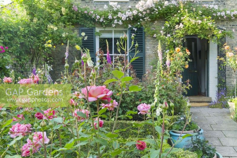 Blick auf einen Garten vor einem viktorianischen Haus im Sommer mit einer blühenden Rosa „Boscobel“ in einem Beet. Rosa „Francis E. Lester“ über der Haustür und einem Fenster mit Fensterläden. Mai. 