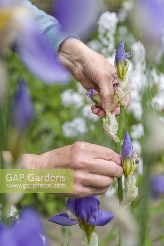 Vorsichtig verblühte Blüten von einer Bartiris entfernen, indem man die verblühten Blüten mit Daumen und Zeigefinger sauber an der Basis abknickt. Mai. 