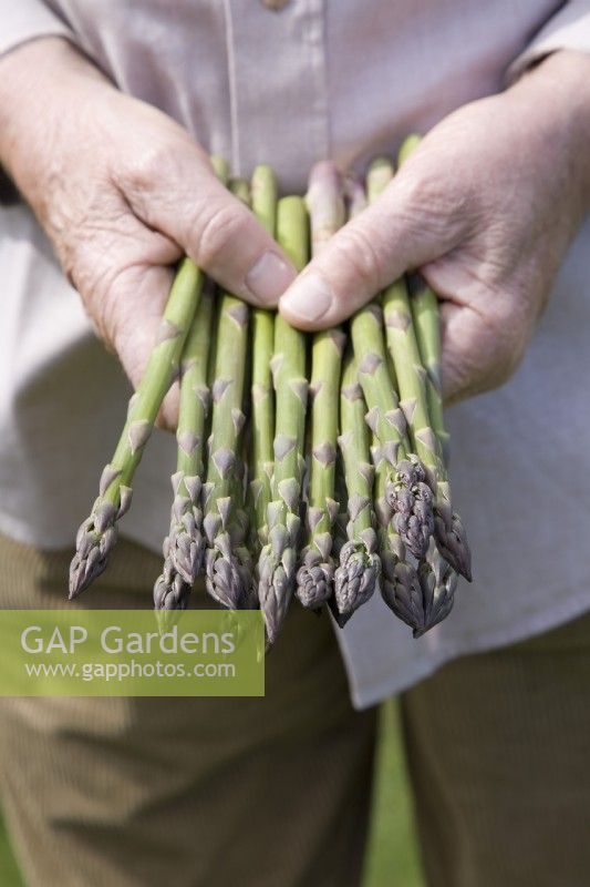 Stangenspargel - Asparagus officinalis 'Jersey Giant' 