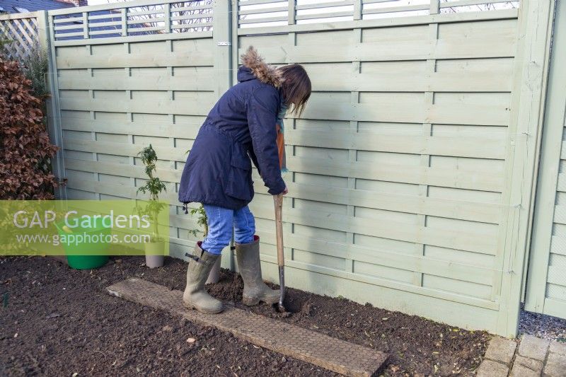 Frau gräbt ein Loch für die Brombeerpflanzen 