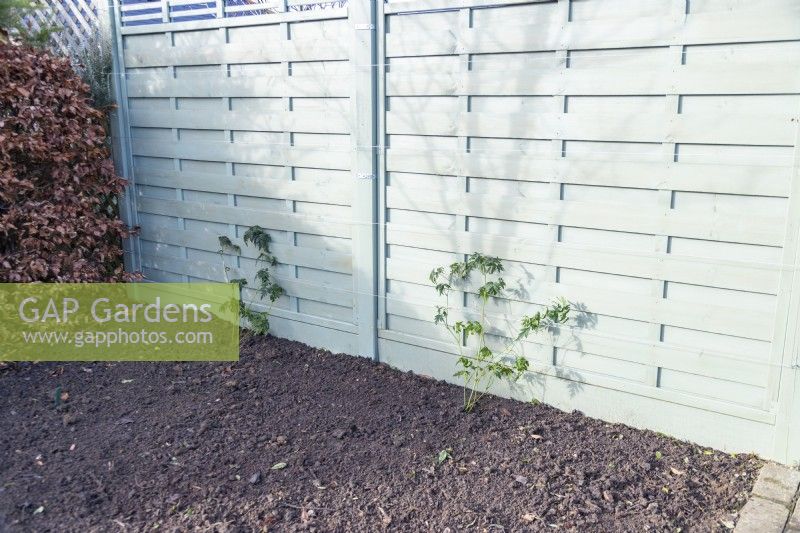 Dornlose Brombeerpflanzen gegen Zaun mit Draht gepflanzt 