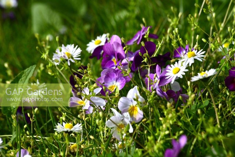 Viola tricolor mit Bellis perennis – Gänseblümchen wächst auf einem Rasen. 