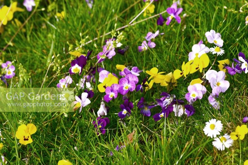 Viola tricolor mit Bellis perennis – Gänseblümchen wächst auf einem Rasen. 