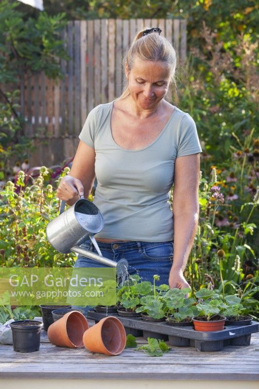 Gießen Sie frisch durch Stecklinge vermehrte Pelargonien. 