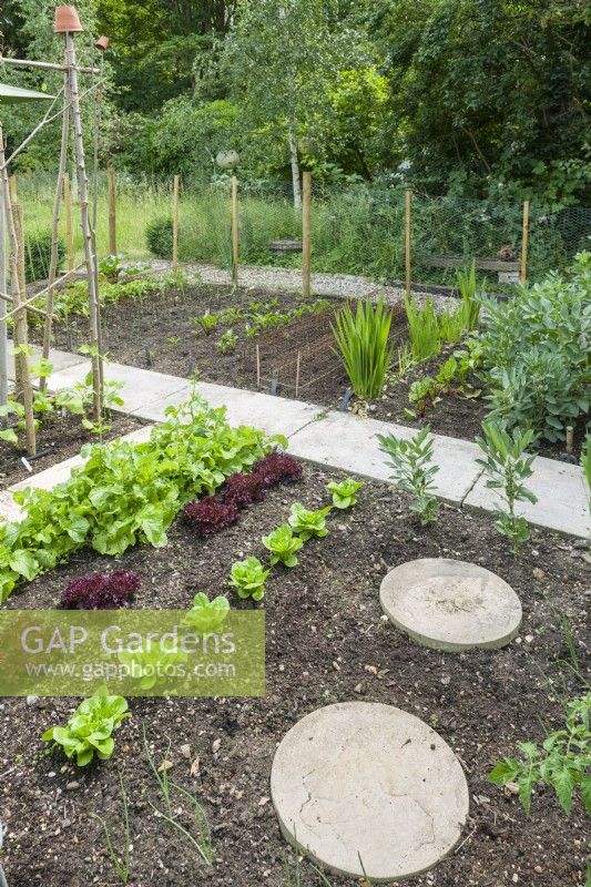 Gemüsegarten mit Wegen und Trittsteinen als Zugang und umgeben von einem Schutzzaun aus Maschendraht. Reihen von Salat, Saubohnen, Radieschen und Roter Bete. Juni. 
