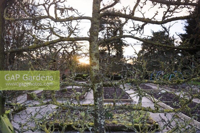Spalier-Apfelbaum am Rand eines formellen Gemüsegartens in Ivy Croft im Januar 