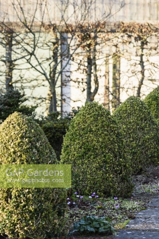 Reihe geschnittener bunter Buchsbäume, Buxus sempervirens „Elegantissima“ im Januar bei Ivy Croft 