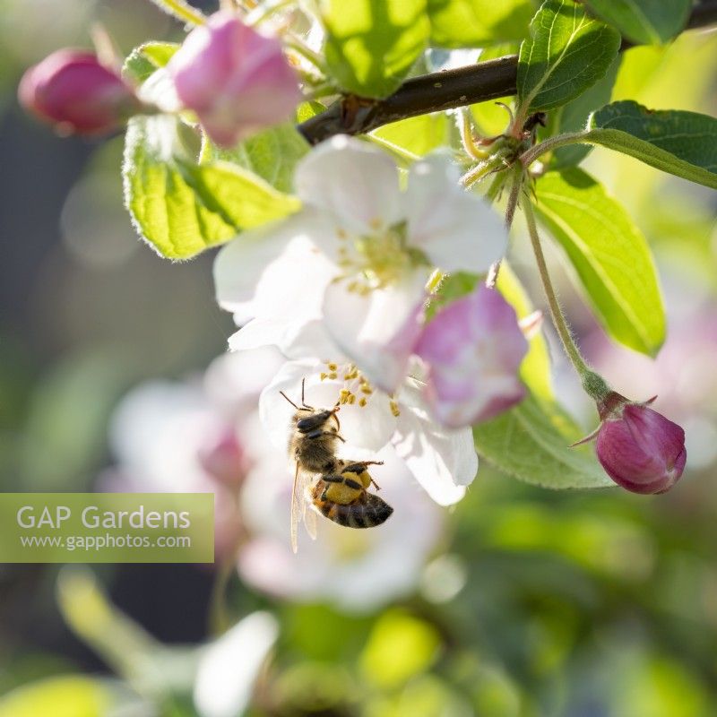 Biene auf Malusblüte 
