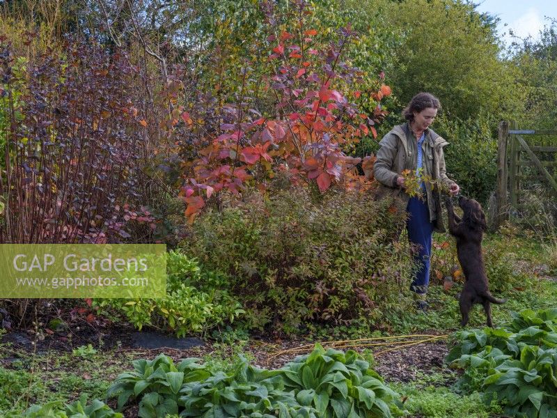 Die auf Laubpflanzen spezialisierte Floristin Zanna Hoskins sammelt Herbstfrüchte und Blätter aus ihrem Garten, um sie in saisonalen Arrangements zu verwenden. Sie wird von ihrem kleinen Hund begleitet. November, Herbst, Dorset, Großbritannien. 
