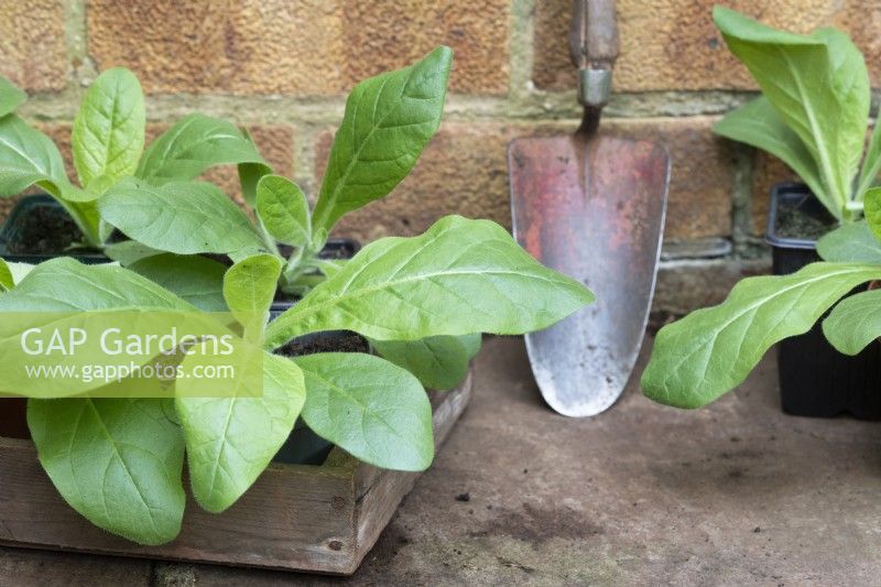Nicotiana – Junge Tabakpflanzen bereit zum Auspflanzen 