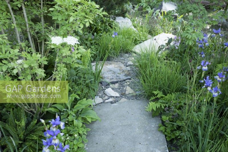 Regenwasserdurchlässiger Steinweg mit Iris sibirica „Perry’s Blue'. Der WaterAid-Garten auf der RHS Chelsea Flower Show 2024. 
