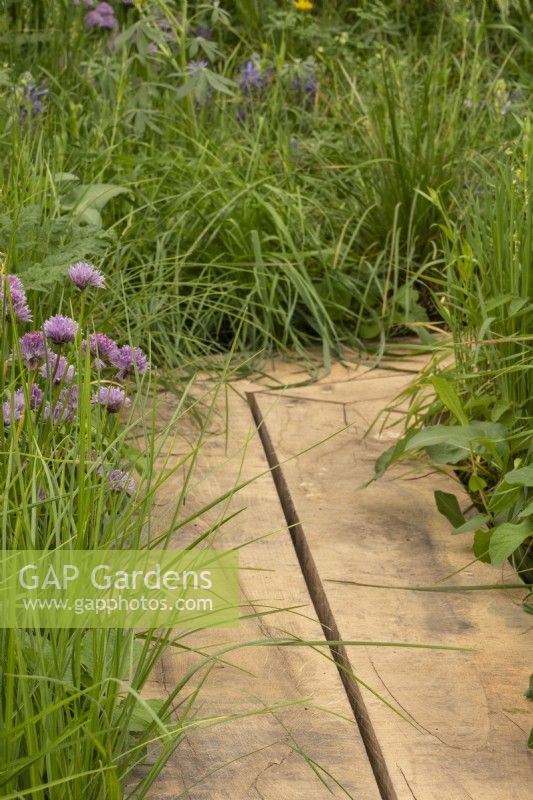 Eichenweg durch Gräser und Stauden, darunter Schnittlauch – „Bowel Research UK Microbiome Garden“ – gestaltet von Chris Hull und Sid Hill – RHS Chelsea Flower Show 