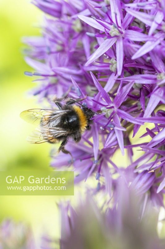 Biene auf Allium „Globemaster“ 