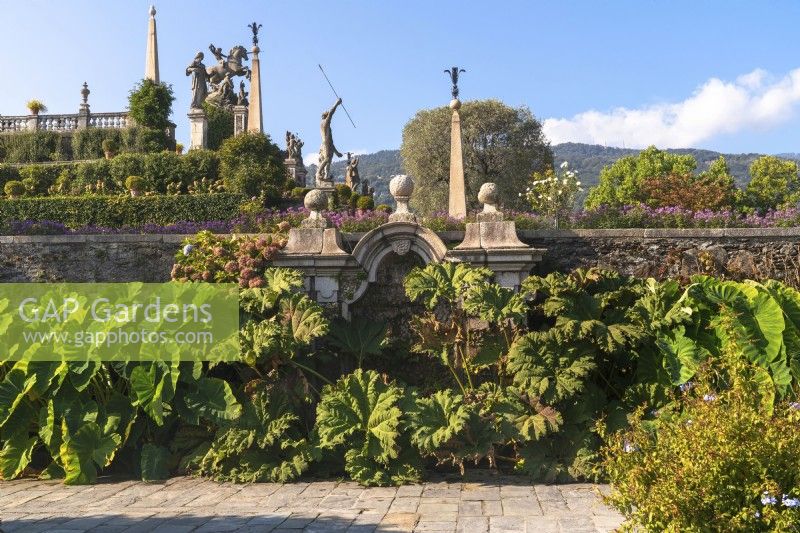 Der formelle Barockgarten im italienischen Stil der Isola Bella mit zwei Terrassenebenen mit dekorativer Mauer und Massenbepflanzung mit großblättrigen Pflanzen – Gunnera manicata, brasilianischer Riesenrhabarber und Alocasia macrorrhiza. 