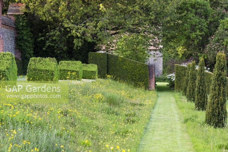 Gemähter Weg durch hohes Gras, übersät mit Butterblumen und Klappertopf, gesäumt von säulenförmigen Eiben im Preen Manor im Mai 