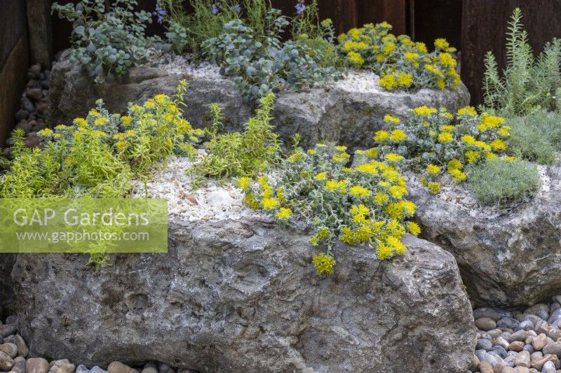 Felstöpfe mit niedrig wachsenden Pflanzen, darunter Sedum spathulifolium „Cape Blanco“ und Sedum reflexum 