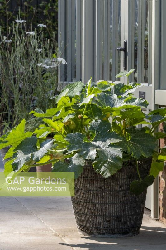 Ein Drahtkorb voller Zucchinipflanze (Cucurbita pepo) neben der Tür des Gewächshauses. 