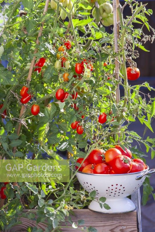 Ein Sieb mit frisch gepflückten reifen Tomaten, die in einem großen Holztopf wachsen. 