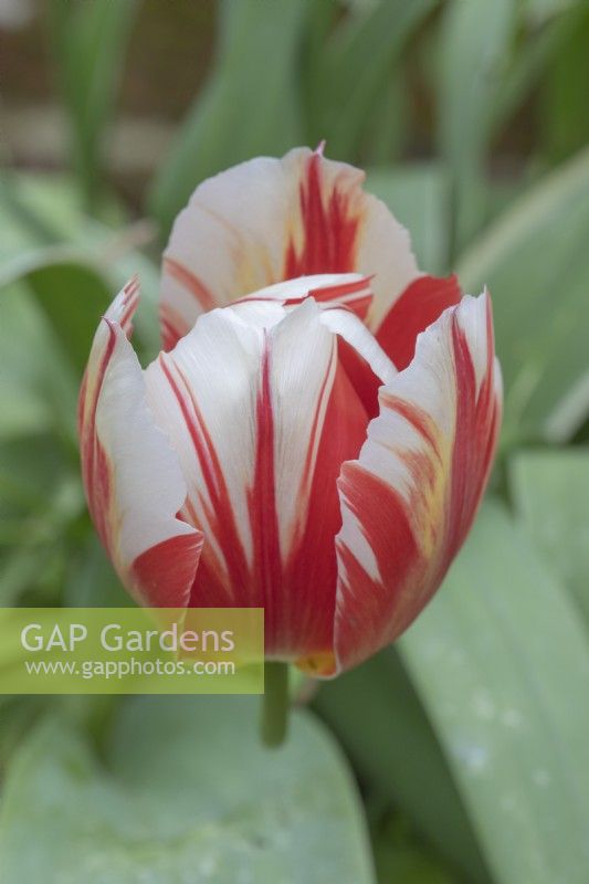Tulipa-Tulpe „Grand Perfection“ 