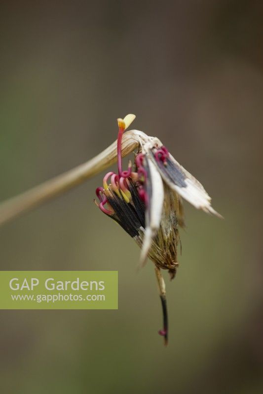 Samen keimen noch im Samenkopf. Ein Vorgang, der als Viviparie bezeichnet wird. Tagetes „Cinnabar“ – Afrikanische Studentenblume – Herbst 