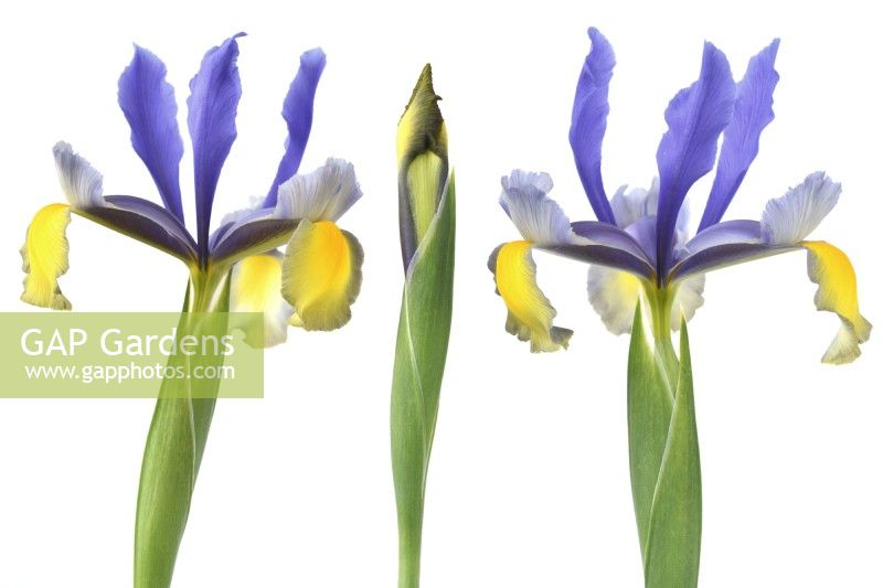 Iris 'Miss Saigon' Holländische Iris blüht und knospt Mai 