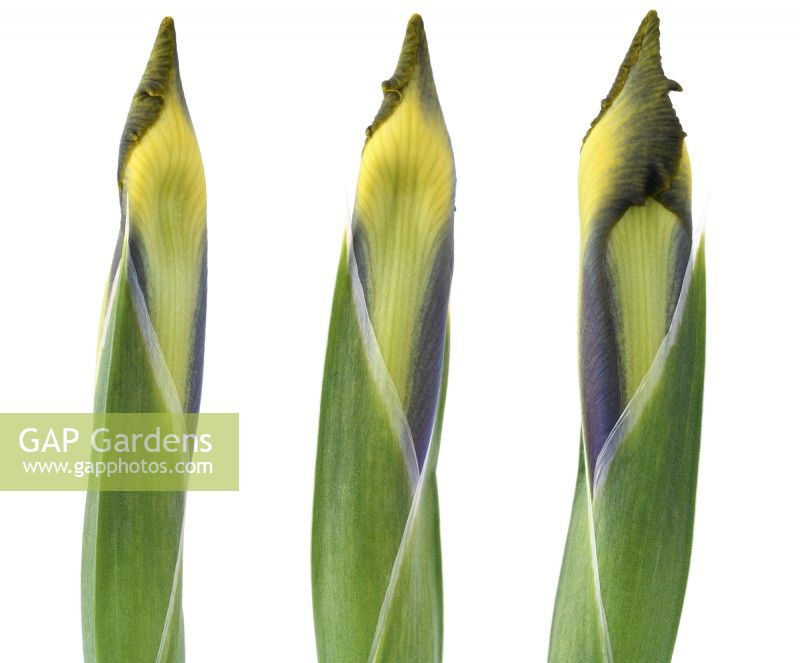 Iris 'Miss Saigon' Holländische Iris Blütenknospen zusammengesetztes Bild Mai 