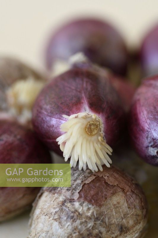 Allium amplectens 'Graceful Beauty' Zierzwiebel mit Wurzeln, die aus der Basalplatte wachsen November 